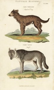 Chien et loup - Chien de berger, Canis familiaris, et loup, Canis lupus - Sydenham Teast Edwards