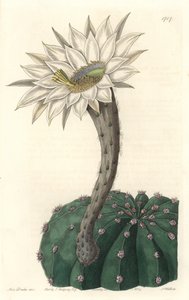 Echinocactus eyriesii, cactus en fleur, originaire du Mexique (illustration de Sarah Anne Drake) - Sydenham Teast Edwards