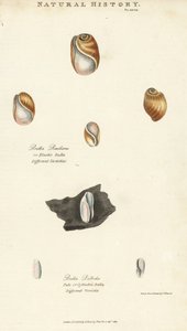 Bulle élastique, Bulla resiliens, et bulle pâle ou cylindrique, Bulla pallida - Sydenham Teast Edwards