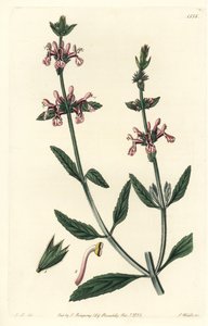 Épiary - Stachys albicaulis - Sydenham Teast Edwards