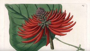 Erythrina variété, arbre à fleurs rouges tropicales - Gravure de S. Watts, d