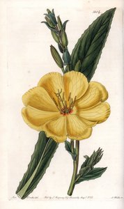 Onagre du soir à grandes fleurs