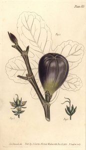 Figuier, Ficus carica (illustration de Sydenham Edwards, gravure de F. Sansom)