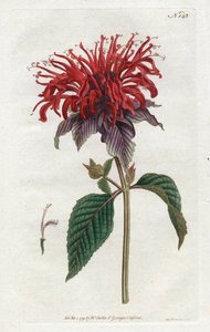 Monarde fistuleuse