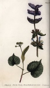 Feuilles florales et bouquet violet de bractées terminales de sauge verte (ou sauge hormine) et de tilleuls