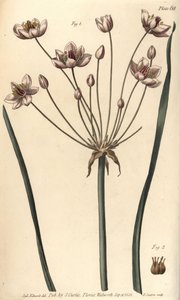 Butome en ombelle, Butomus umbellatus, Hexagynia, fleur hermaphrodite 1 et pistils 2 - Sydenham Teast Edwards