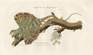 Dragon volant sur une branche