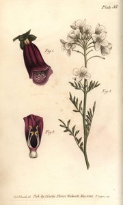 Digitale pourpre, Digitalis purpurea, Didynamia - Sydenham Teast Edwards