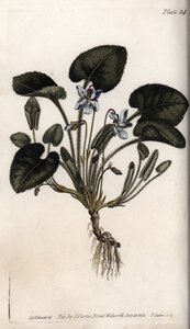 Violette odorante