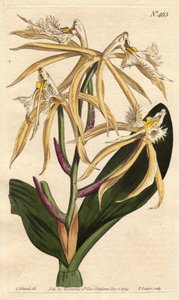 Orchidée frangée epidendrum, avec fleur blanche et jaune pâle
