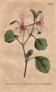 Géranium à feuilles d