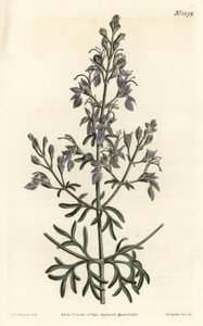 Germandrée d