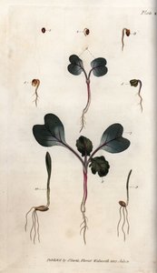 Germination des graines de radis, de blé commun et d