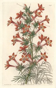 Gilie à feuille de coronope ou Ipomopside élégante - Eau-forte par S. Watts d