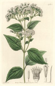 Eupatoire glanduleuse, originaire du Mexique - Sydenham Teast Edwards