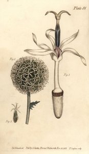 Chardon globe - Sydenham Teast Edwards