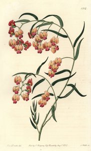 Dillwynia à feuilles de glycine, Dillwynia glycinifolia. Gravure à la main en couleur par S. Watts d
