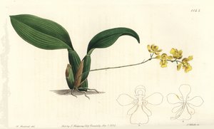 Orchidée Gomesa cornigera (Oncidium cornigerum) - Sydenham Teast Edwards