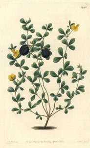 Gompholobium épais - Sydenham Teast Edwards