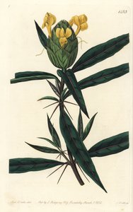 Barleria à fleurs de houblon