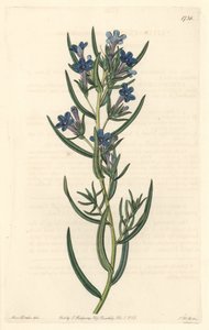 Gremil à feuilles de romarin, originaire de Sicile - du Botanical Register - Sydenham Teast Edwards