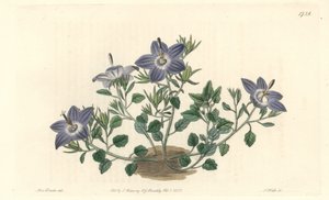 Campanule à feuilles velues, originaire d