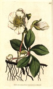 Hellébore noir ou rose de Noël