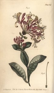 Chèvrefeuille