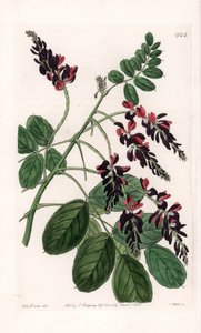 Indigofera Variete - Gravure par S.Watts, d