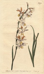 Ixia avec des veines blanches, jaunes et orange. Ixia radiata. Gravure à la main en couleur d