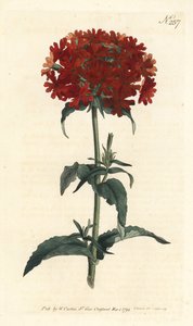 Croix de Jérusalem - Silene chalcedonica