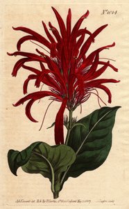 Justicia à feuilles brillantes et fleurs cramoisies, originaire de la Barbade