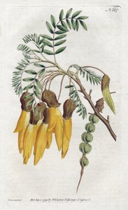 Kowhai, variété de sophora de Nouvelle-Zélande - Lithographie par Sydenham Edwards, du Botanical Magazine de William Curtis