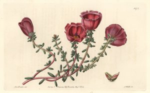 Pourpier à grandes fleurs ou chevalier de onze heures, originaire du Chili - Eau-forte par S. Watts d