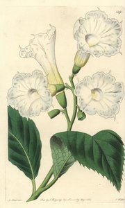 Cordia à grandes fleurs - Sydenham Teast Edwards