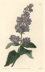 Lilas de Hongrie - du Botanical Register