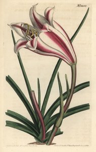 Lys variété - Sydenham Teast Edwards