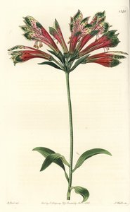 Lys des Incas ou du Pérou - Alstroemeria pulchella