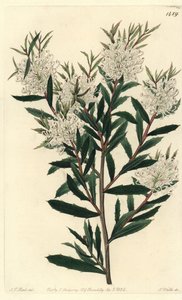 Hakea à feuilles linéaires, Hakea linearis. Gravure à la main en couleur par S. Watts d