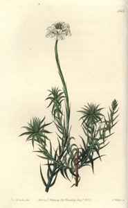 Sphenotoma à longues feuilles (illustration de Sarah Drake, gravure de S. Watts) - Sydenham Teast Edwards