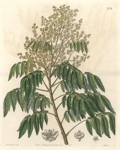 Longanier, originaire de Chine - Gravure par S. Watts d