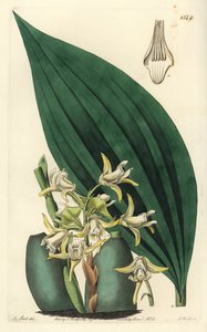 Orchidée Maxillaria palmifolia (Maxillaria décolor)