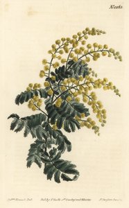 Mimosa pubescent - Sydenham Teast Edwards