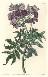Morelle (Solanum), originaire du Chili (illustration de Sarah Anne Drake)