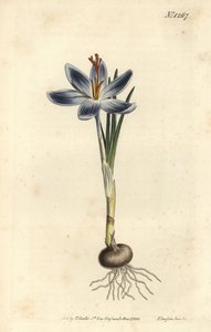 Crocus des montagnes - Sydenham Teast Edwards