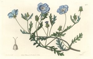 Namophile maculée, originaire de Californie