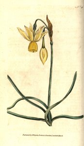 Narcisse - Narcissus triandrus - Sydenham Teast Edwards