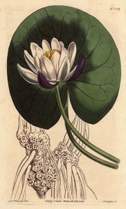 Nénuphar à grande fleur blanche devant sa feuille ronde. Gravure à la main par Sydenham Edwards du Botanical Magazine de William Curtis
