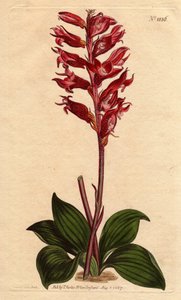 Orchidée neottie à fleur givrée, couleur rose et cramoisi, originaire de la Jamaïque