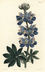 Lupin de Nootka - Sydenham Teast Edwards